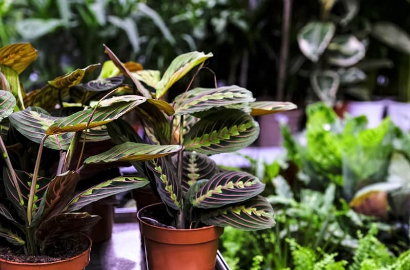 Prayer Plant Turning Yellow