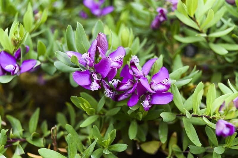Sweet Pea Shrub Turning Yellow