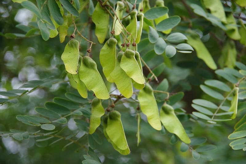 Tipu Tree Leaves Turning Yellow
