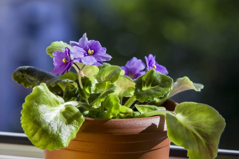 Can African Violets Be Planted Outside?
