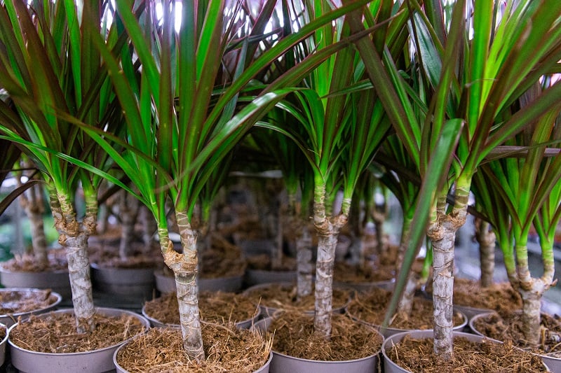 Dracaena Root Rot