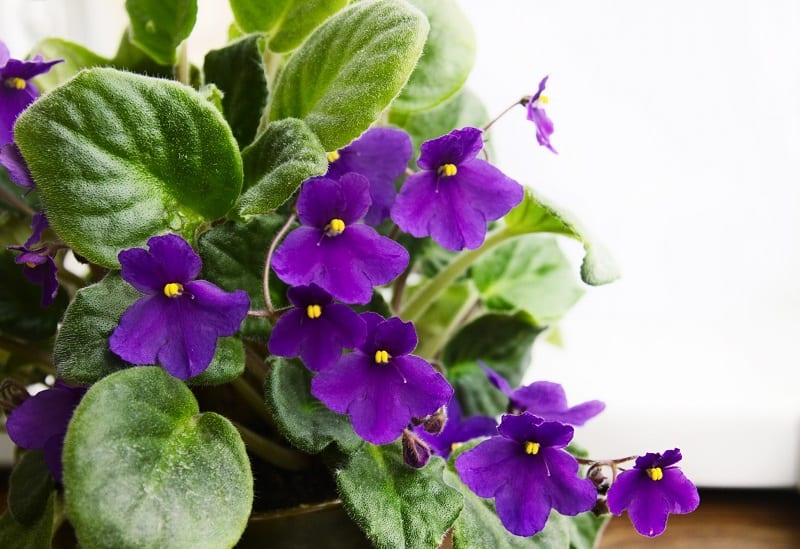 How To Clean African Violet Leaves?