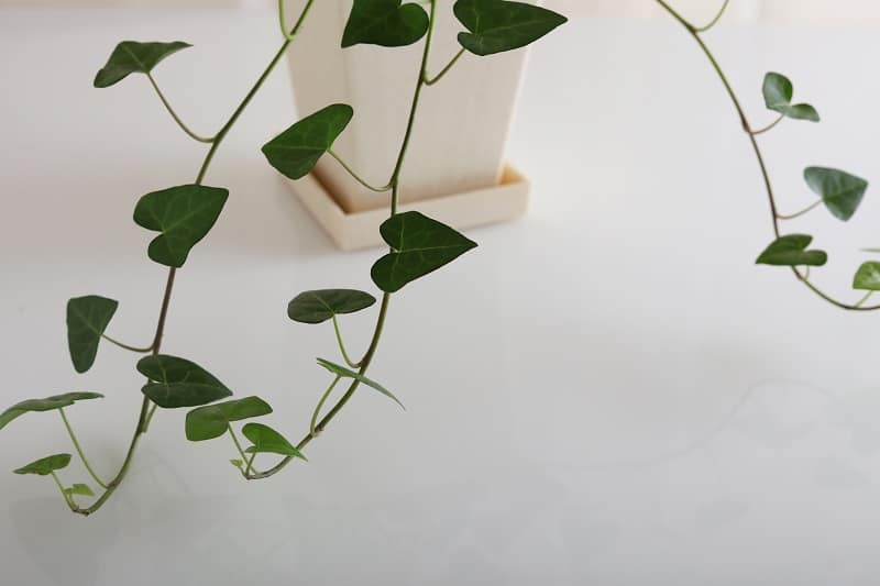 How To Propagate String of Hearts?