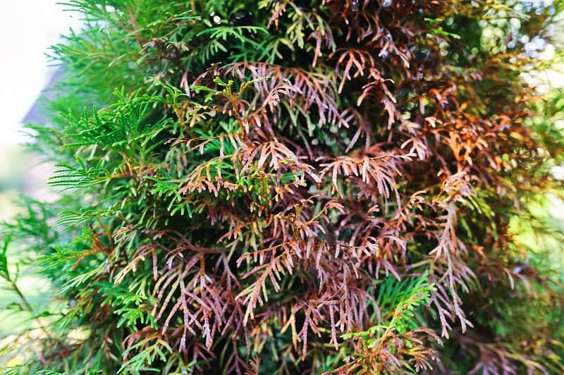 How To Save A Dying Arborvitae Tree?