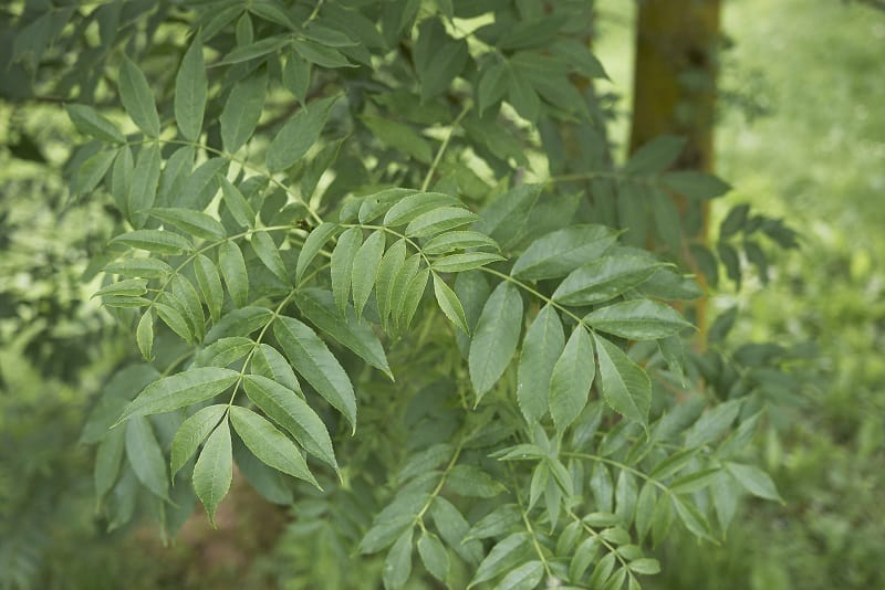 How To Save A Dying Ash Tree?