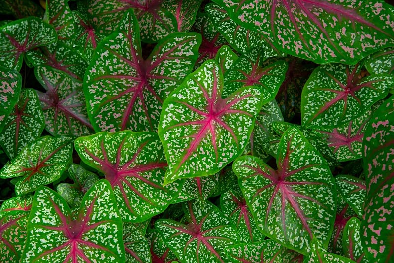 How To Save A Dying Elephant Ear Plant?