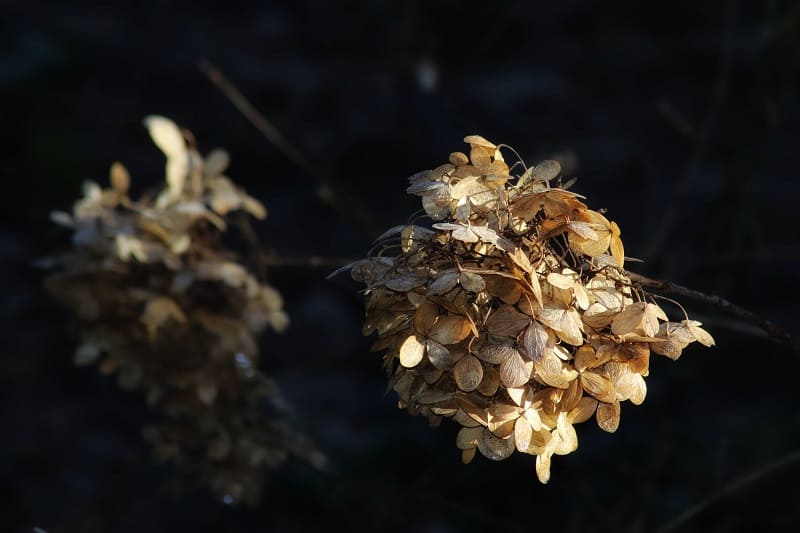 How To Save A Dying Hydrangea?