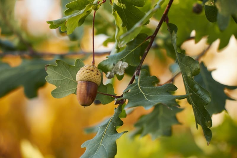 How To Save A Dying Oak Tree?