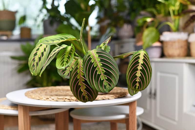 How To Save A Dying Prayer Plant?