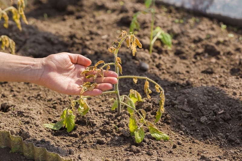 How To Save A Dying Tomato Plant?