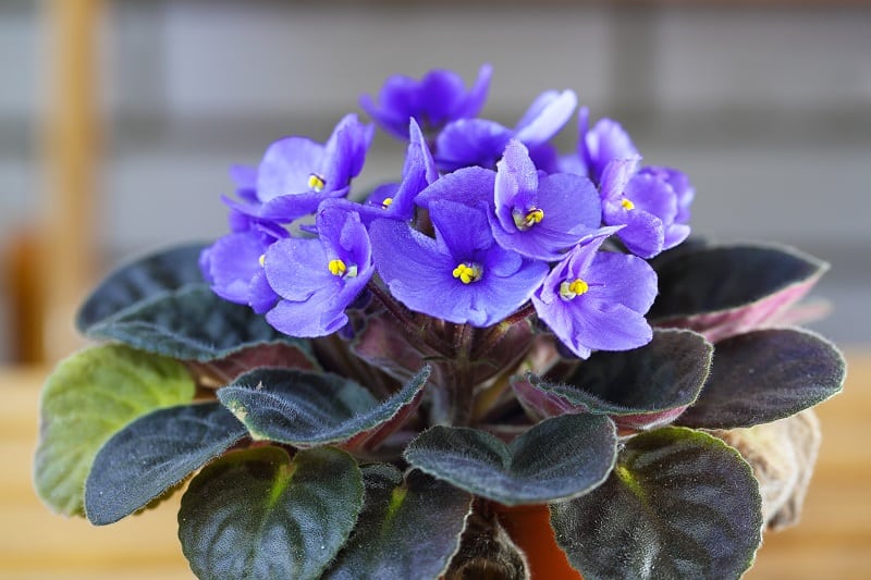 How to Save a Dying African Violet?