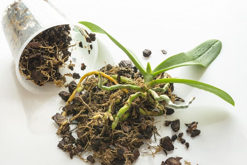Orchid Root Rot