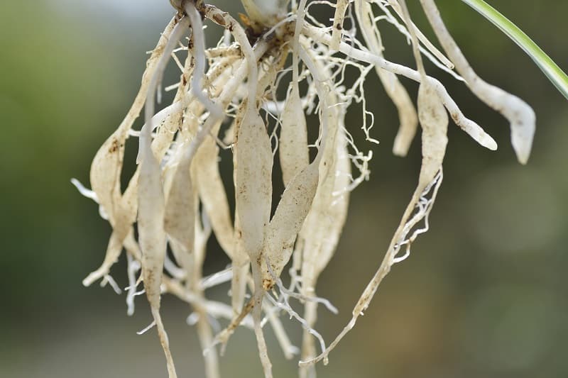 Spider Plant Root Rot