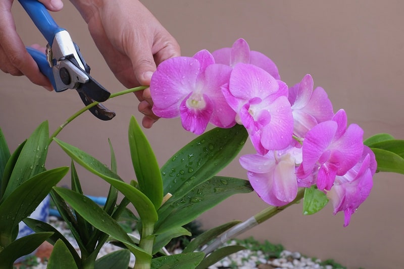 Where To Cut An Orchid?