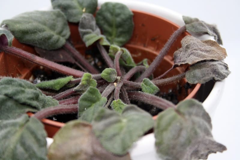 African Violet Crown Rot