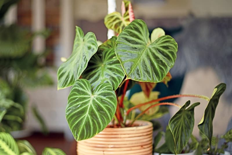 How To Repot A Philodendron