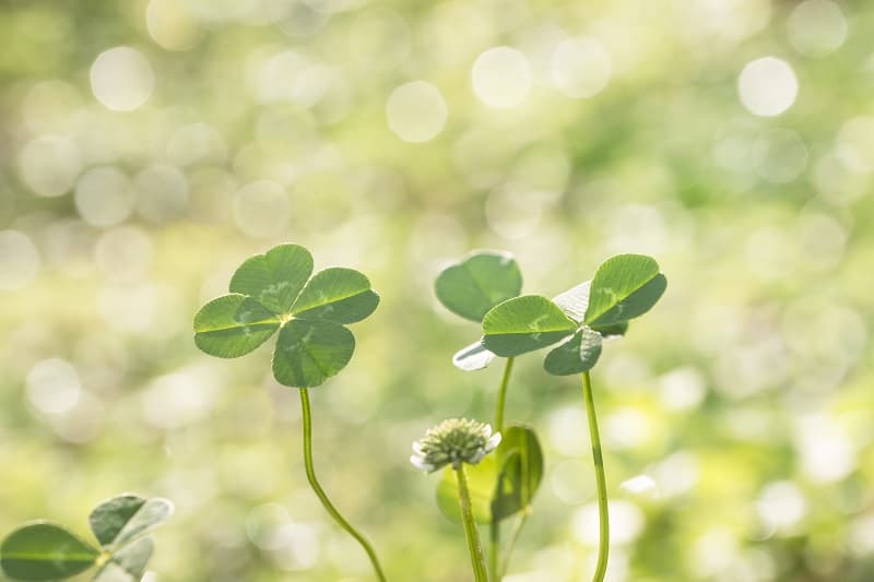 How To Repot A Shamrock Plant?