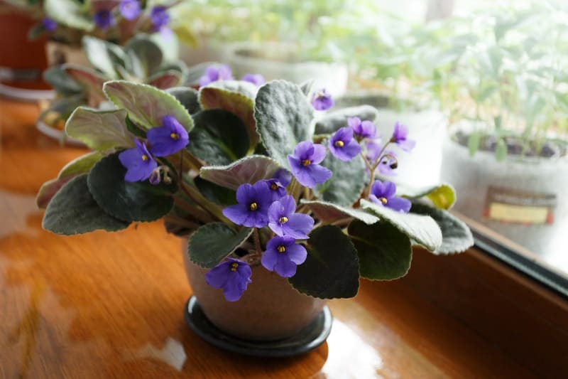 How To Repot African Violets With Necks?