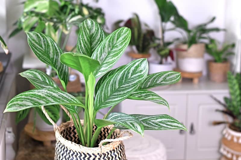 How To Repot Chinese Evergreen?