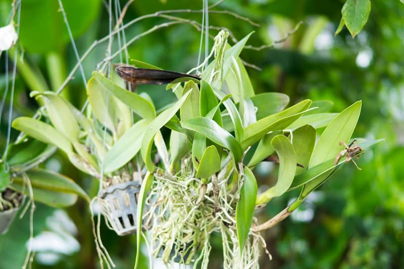 How To Repot Orchids With Air Roots