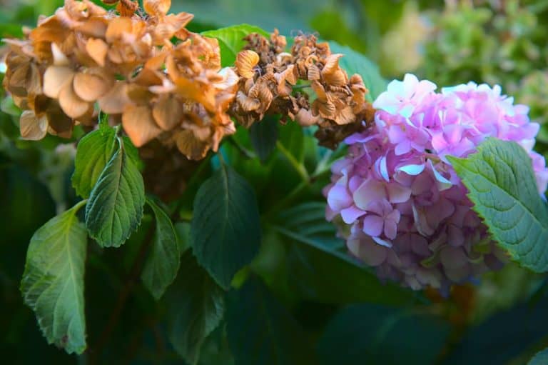 Underwatered Hydrangeas Signs and How To Revive