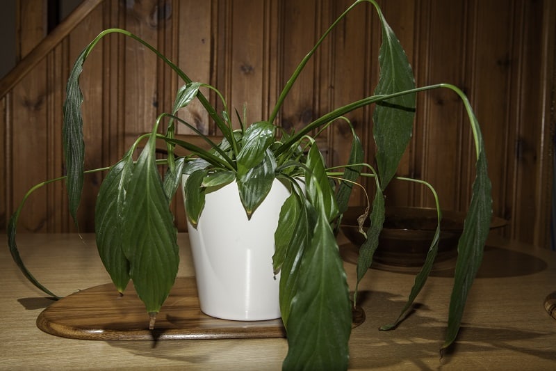 Underwatered Peace Lily Signs and How To Revive