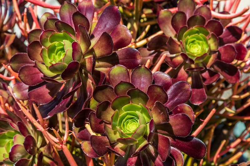 9 Best Succulents for Zone 9