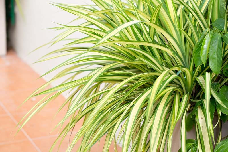 Hanging Plants That Do Not Need Sunlight