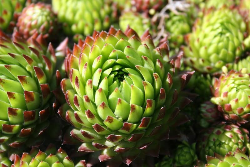 8 Best Succulents for Zone 7