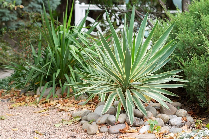 7 Best Succulents for Zone 6