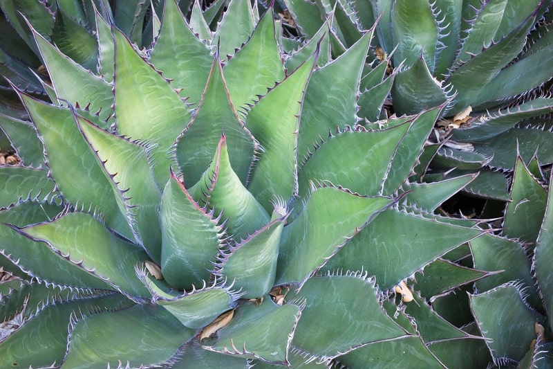 8 Best Succulents for Zone 7