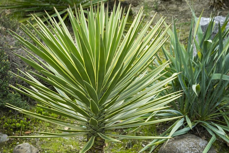 8 Best Succulents for Zone 7