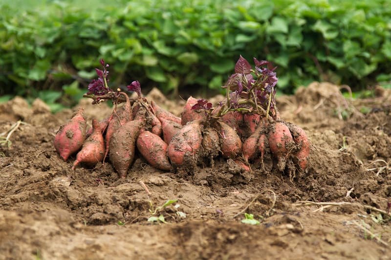 How Many Sweet Potatoes Per Plant?