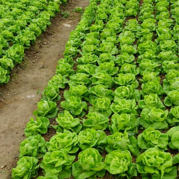 Basic Vegetable Garden Layout Ideas for Beginners