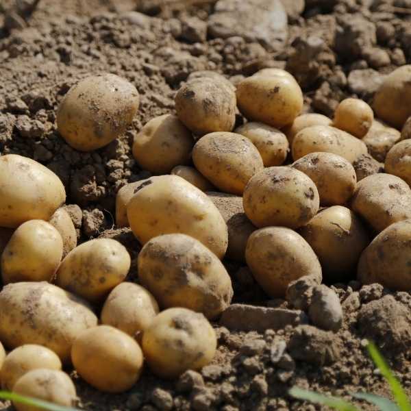 10 Best Vegetables to Plant in March in Various Zones