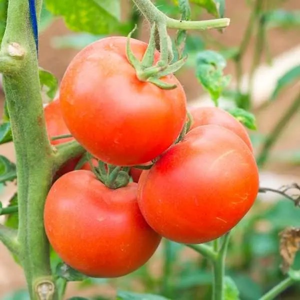 10 Best Vegetables that Grow Well in Clay Soil