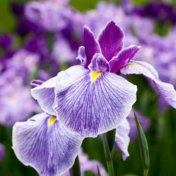 11 Native French Flowers to Grow in Your Garden