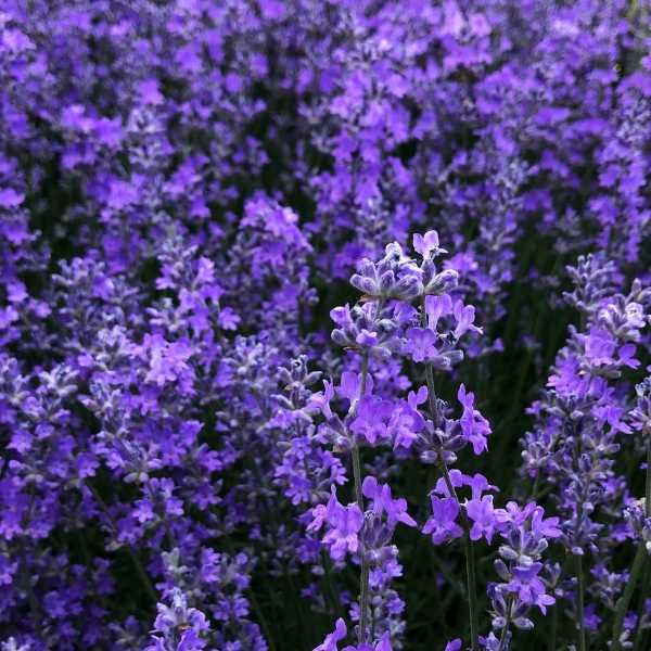 11 Native French Flowers to Grow in Your Garden