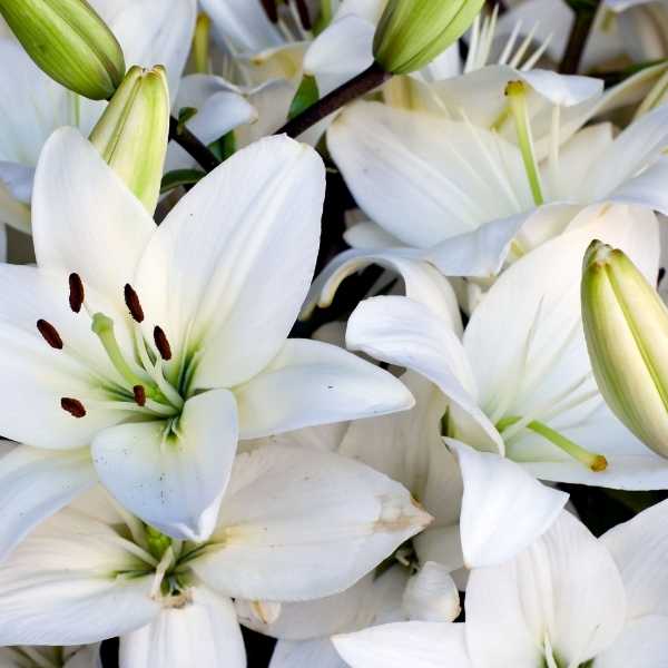 11 Native French Flowers to Grow in Your Garden