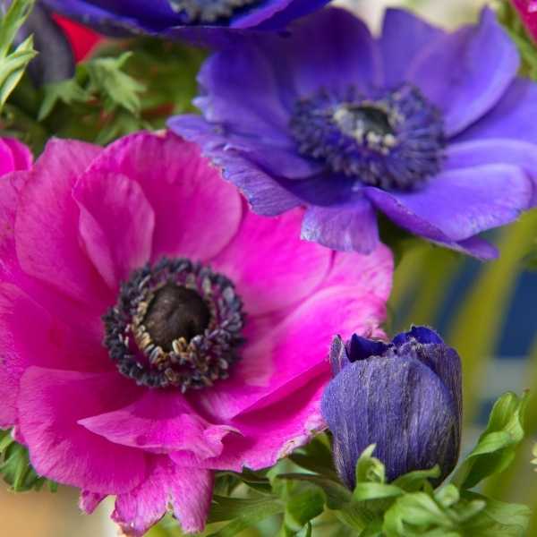 9 Native Greek Flowers and the Myths Behind Them