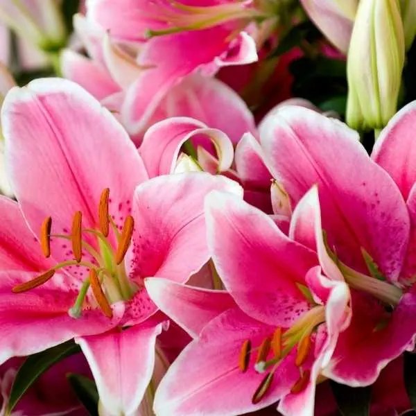 11 Beautiful Traditional Italian Flowers You Should Try Growing