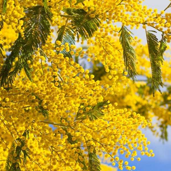 11 Beautiful Traditional Italian Flowers You Should Try Growing