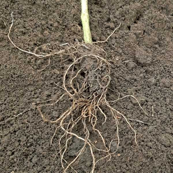 The Root System of a Tomato Plant Everything You Need to Know!