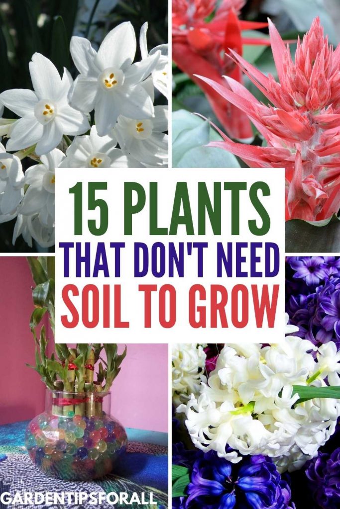 15 Plants that Grow Without Soil (And They are LowMaintenance)