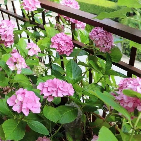 9 Best Balcony Plants for Privacy