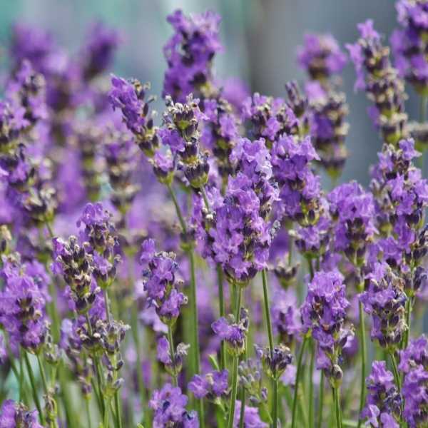 9 Plants that Grow Well in Arizona