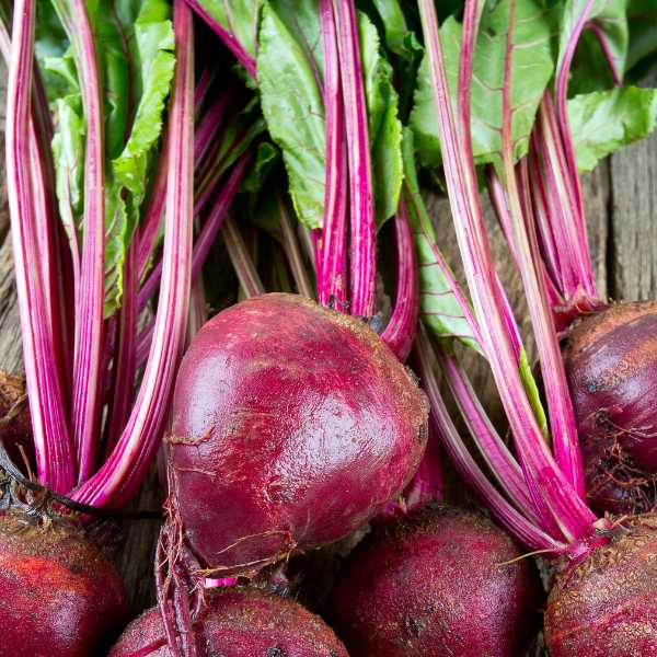 10 Best Vegetables to Plant in March in Various Zones