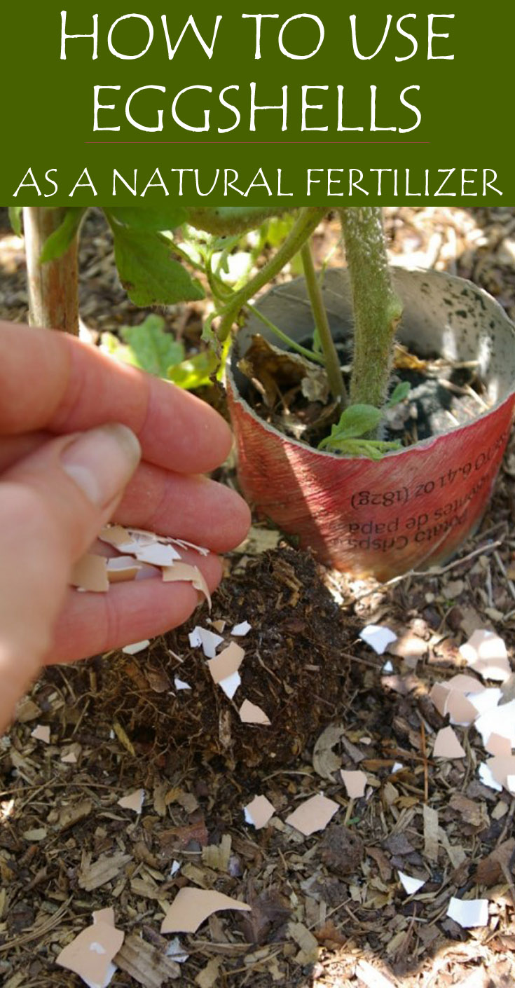 How to use eggshells as a natural fertilizer