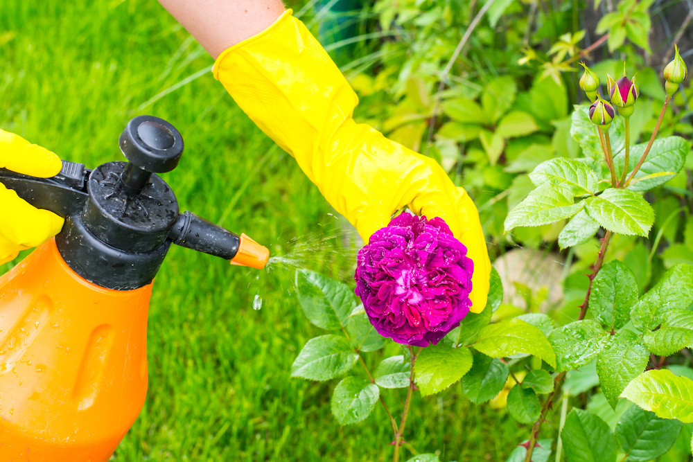 How to Use a Garden Sprayer Efficiently