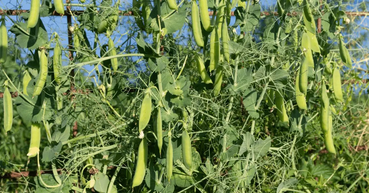 9 Plants To Grow In Tomato Cages (That Aren’t Tomatoes)